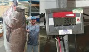 Гигантский окунь, попавшийся у берегов Флориды, удивил ученых