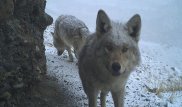 Волки держат в страхе села Жамбылской области