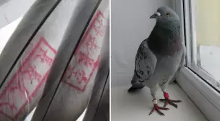 Появление в Казахстане голубей с китайскими передатчиками разъяснили в Минэкологии