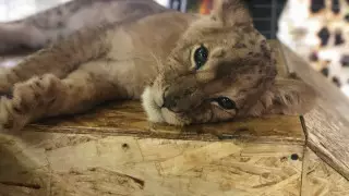 Алматинцы встали на защиту "замученного" львенка из контактного зоопарка