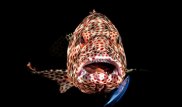 Гигантский окунь и скат-перевозчик. Красочные подводные снимки Ocean Art 2019