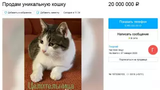 Россиянин продает "уникальную" кошку за 20 миллионов рублей