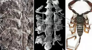 Какое животное первым вышло из моря на сушу, выяснили ученые