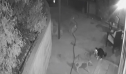 Схватка кота с тремя койотами попала на скрытую камеру