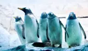 Какие пингвины могут исчезнуть из-за глобального потепления, рассказали ученые