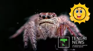 Студент раскрыл секреты макросъемки на обычный смартфон