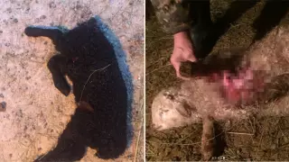 Волки атаковали село в Павлодарской области