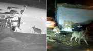 Видео с волками напугали астанчан