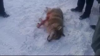 О волке в пригороде Аксу рассказали специалисты