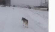 Слухи о волках в Нур-Султане помогли собаке вернуться домой