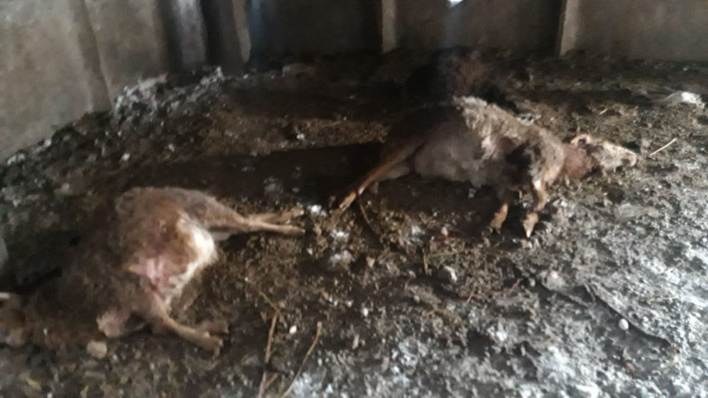 Дикие хищники загрызли овец в пригороде Павлодара
