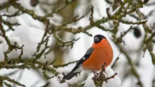 Какая погода ждет астанчан в феврале