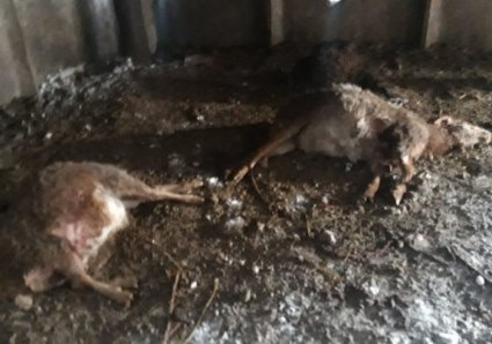 Ветеринары выяснили, кто напал на овец в пригороде Павлодара