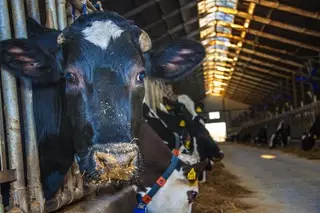 Почему в Нур-Султане возникли проблемы со свежим молоком