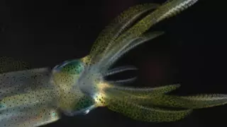 Мозг кальмара оказался похожим на собачий