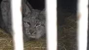 Судьбу пойманной рыси решают в Семее