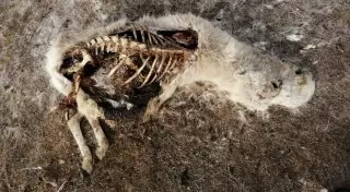 "Варварский поступок": 50 туш сайгаков нашли в ЗКО