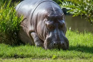 Бегемоты наркобарона Пабло Эскобара нарушили экосистему Южной Америки