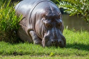 Бегемоты наркобарона Пабло Эскобара нарушили экосистему Южной Америки