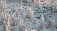 Видео о "стае волков, движущейся в Казахстан", прокомментировали в Минэкологии