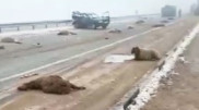 Пастуха с отарой овец сбили на трассе в Жамбылской области