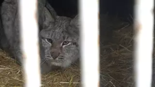 Трагически закончилась история пойманной в Семее рыси