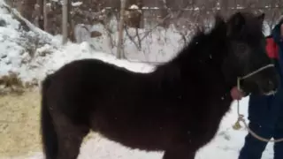 Жители Семея обвинили директора биоцентра в убийстве пони