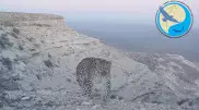 Леопарда сфотографировали в Мангистау
