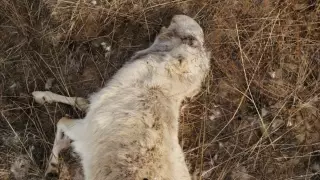 Браконьеры убили 45 сайгаков в ЗКО 