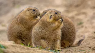 Китайский коронавирус: могут ли животные Казахстана быть переносчиками инфекции