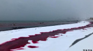 Вода на побережье Актау окрасилась в красный цвет