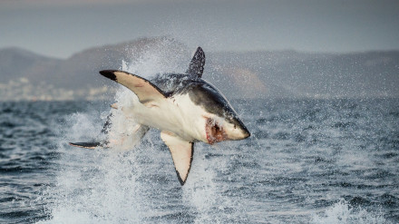 охота касатки на белую акулу видео