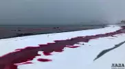 Красную воду у побережья Актау объяснили экологи