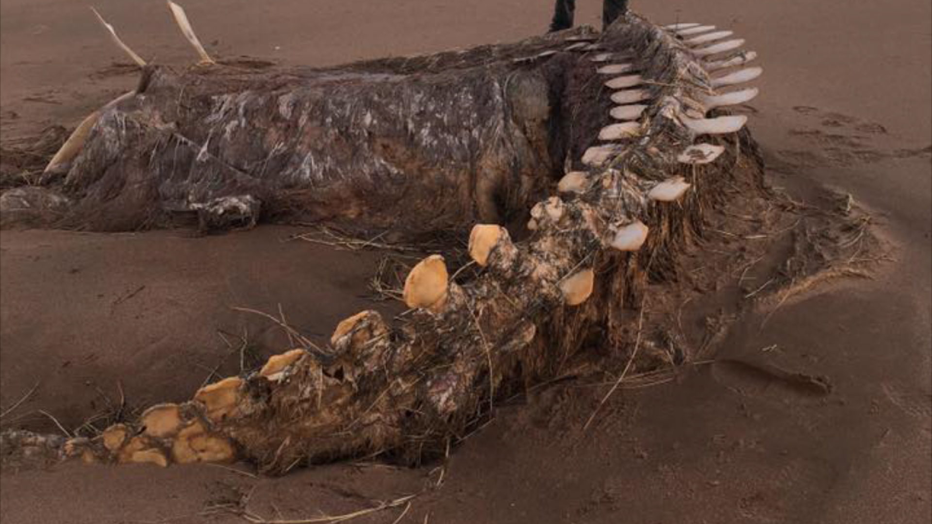 Вынесло на берег. Гигантский скелет неопознанного существа вынесло на берег. Огромные неизвестные существа.