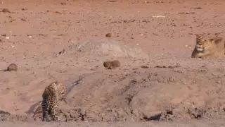 Охоту львицы на леопарда сняли на видео