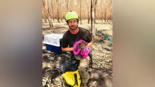 Профессиональный альпинист спасает коал в Австралии