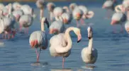 Тысячу фламинго сфотографировали в Актау