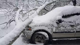 Не страховой случай. Кто возместит ущерб за авто, разбитые упавшими деревьями