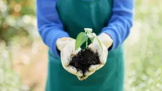 Ученые предложили превращать человеческие тела в удобрение