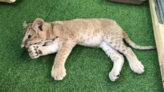 Скандально известный зоопарк все еще работает в Алматы