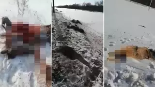 11 лошадей сбил поезд в Акмолинской области