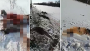 11 лошадей сбил поезд в Акмолинской области