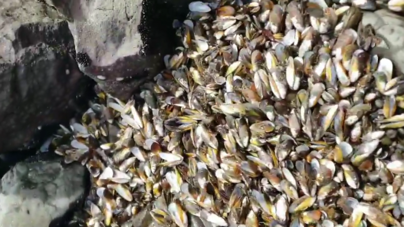 Сотни тысяч мидий найдены мертвыми на пляже в Новой Зеландии