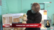 Животные гниют заживо: Контактный зоопарк шокировал кызылординцев