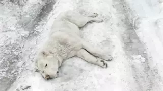 "Умирал на моих глазах": в Усть-Каменогорске застрелили породистого пса