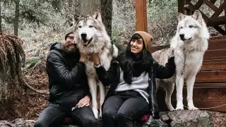 Американцы платят по 200 долларов, чтобы погладить диких волков