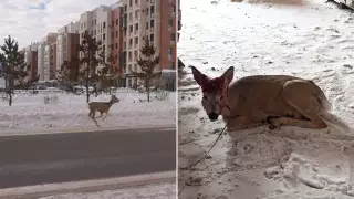 Поиски заблудившейся возле EXPO косули начались в Нур-Султане