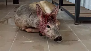 Что будет с пойманной в Нур-Султане косулей, рассказали специалисты