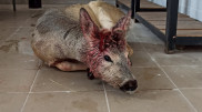 Что будет с пойманной в Нур-Султане косулей, рассказали специалисты