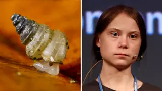 В честь Греты Тунберг назвали новый вид улиток